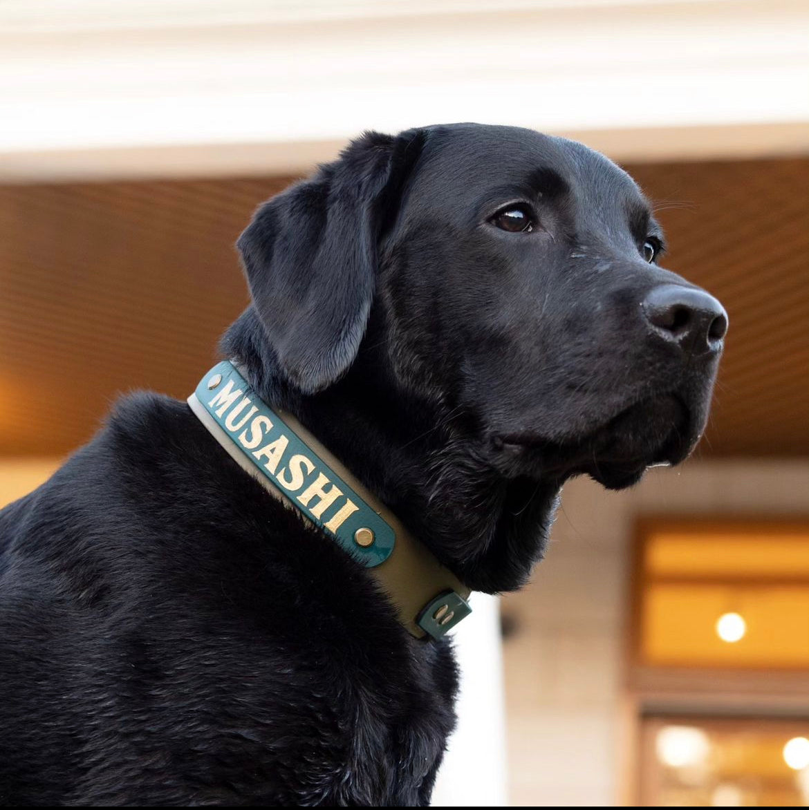 50%OFF 配れる 大型犬 首輪とリード 】The Black Lab Campany 首輪・ハーネス・リード