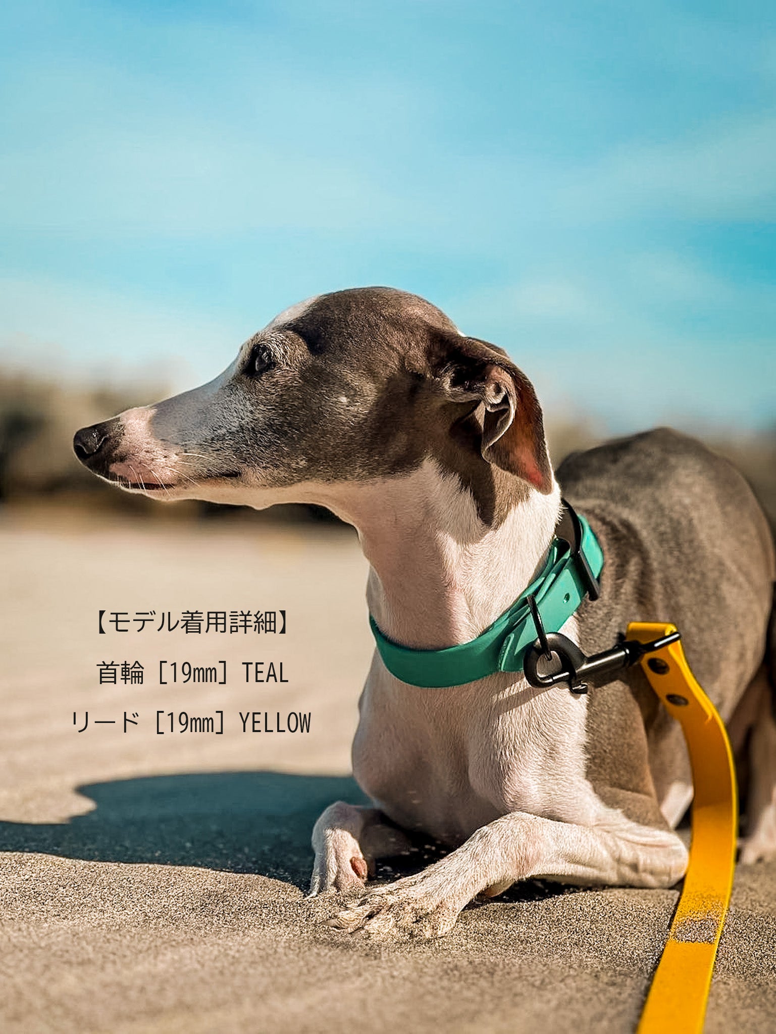 単色フィクストリード – The TONGUE OUT co.